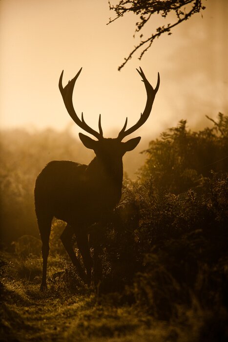 Poster Silhouette eines wilden Tieres auf dem Brunftplatz