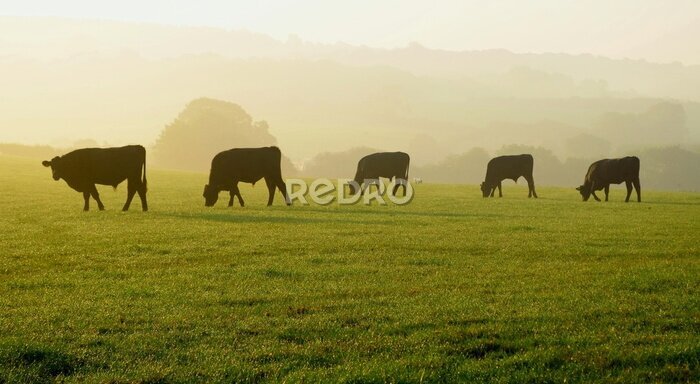 Poster Silhouetten von Kühen auf einer grünen Weide am Morgen