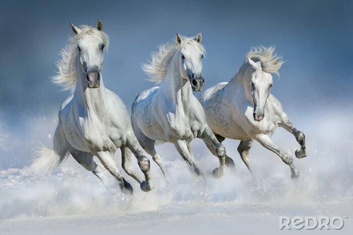 Poster Silhouetten von Pferden im Lauf weiße Färbung