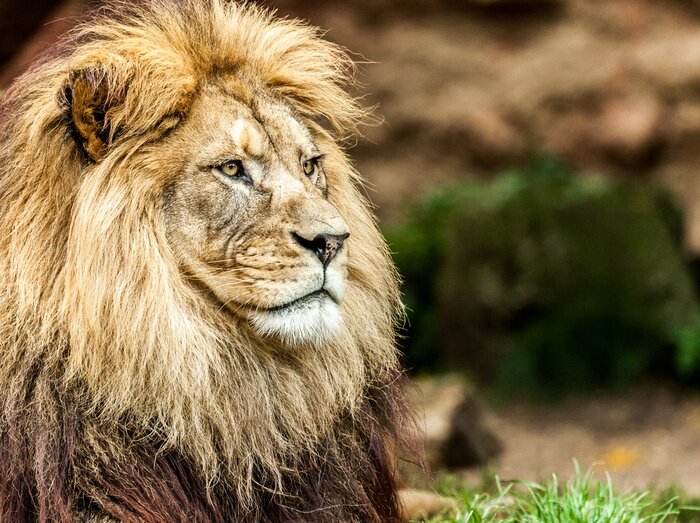 Poster Sitzender Löwe inmitten der Gräser