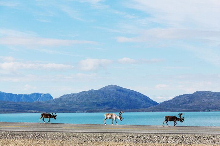 Poster Skandinavische Landschaft mit Hirschen am Strand