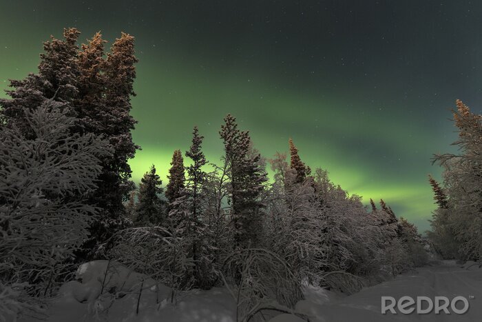 Poster Skandinavischer Wald mit Blick auf Polarlicht
