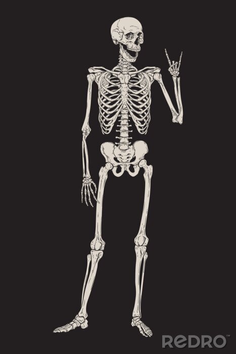 Poster Skelett auf schwarzem Hintergrund