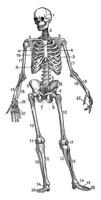 Poster Skelett mit nummerierten Knochen