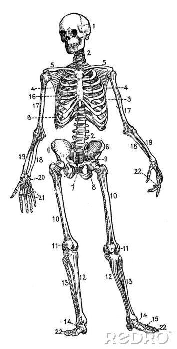 Poster Skelett mit nummerierten Knochen
