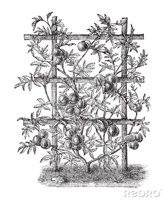 Poster Skizze einer Kletterpflanze mit gut gewachsenen Tomaten