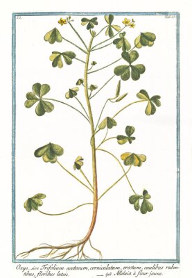 Poster Skizze eines Zweigs mit Wurzeln