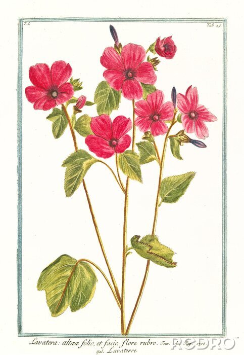 Poster Skizze von rosa Gartenblumen