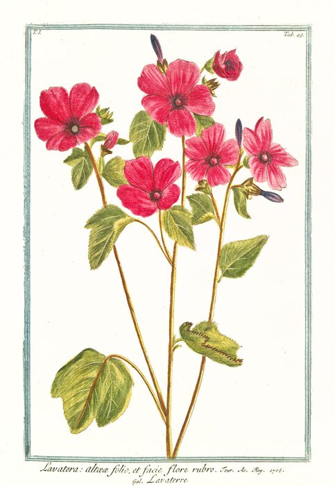 Poster Skizze von rosa Gartenblumen