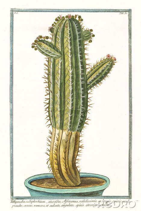 Poster Skizzierter Kaktus in einem Topf