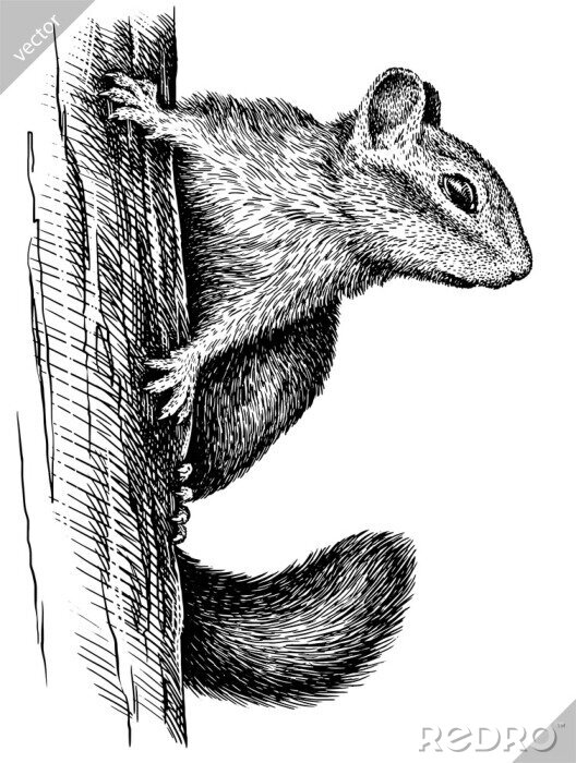 Poster Skizziertes Eichhörnchen