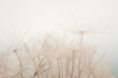 Sticker Soffioni al cielo