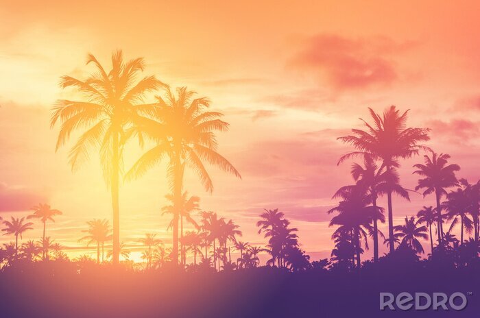 Poster Sommerlicher Sonnenuntergang über einem Palmenwald