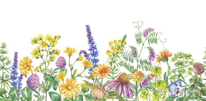 Poster Sommerwiese in einer botanischen Illustration