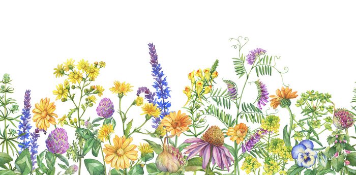 Poster Sommerwiese in einer botanischen Illustration