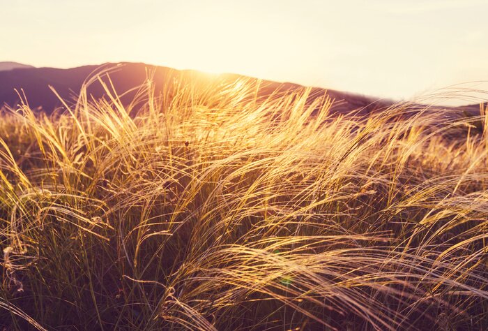 Poster Sommerwiese und Natur
