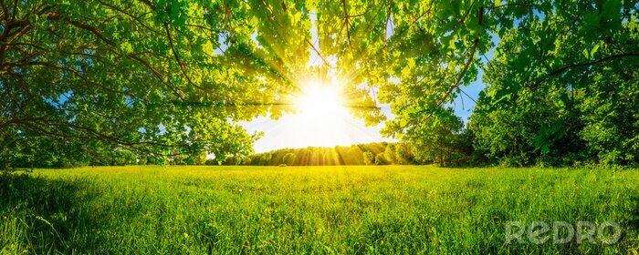 Poster Sonne und Wiese