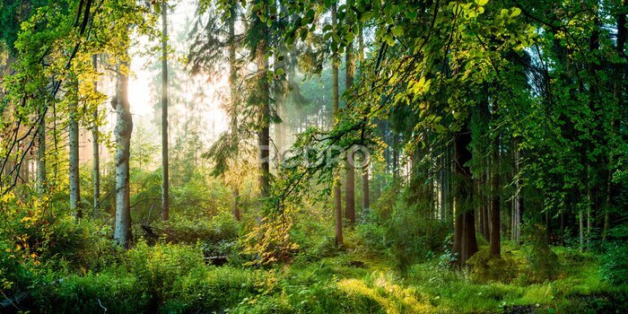 Poster Sonnenaufgang im Wald