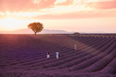 Poster Sonnenaufgang über einem Feld von Lavendel