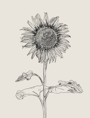 Poster Sonnenblume Bleistiftskizze