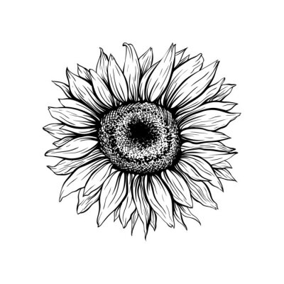 Poster Sonnenblume Blume mit einem schwarzen Strich gemalt
