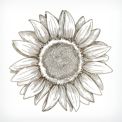 Poster Sonnenblume minimalistische Zeichnung