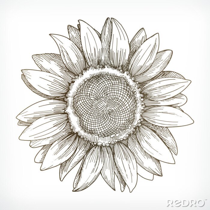 Poster Sonnenblume minimalistische Zeichnung