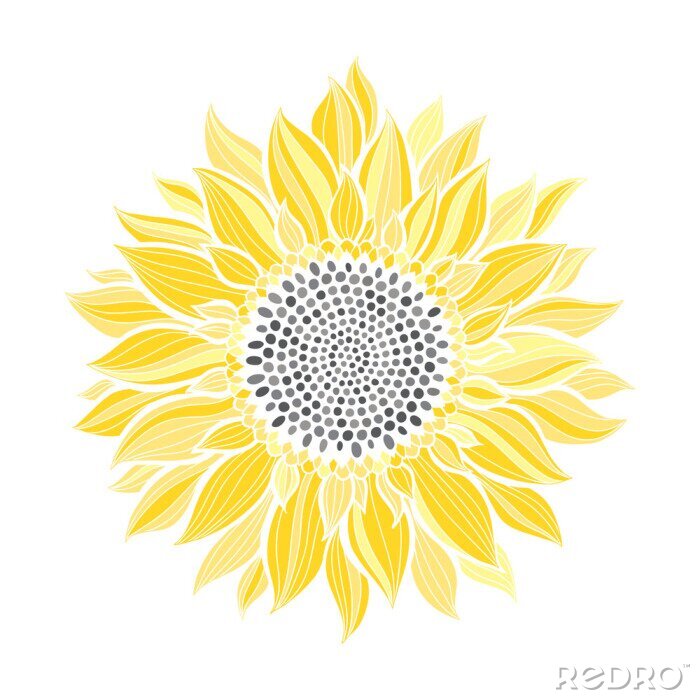Poster Sonnenblume mit Blättern wie Strahlen
