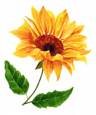 Poster Sonnenblume mit dichten gelben Blütenblättern