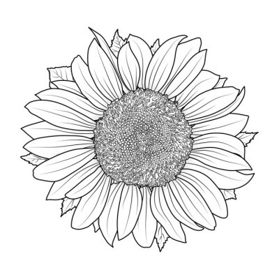 Poster Sonnenblume mit schwarzen Rändern
