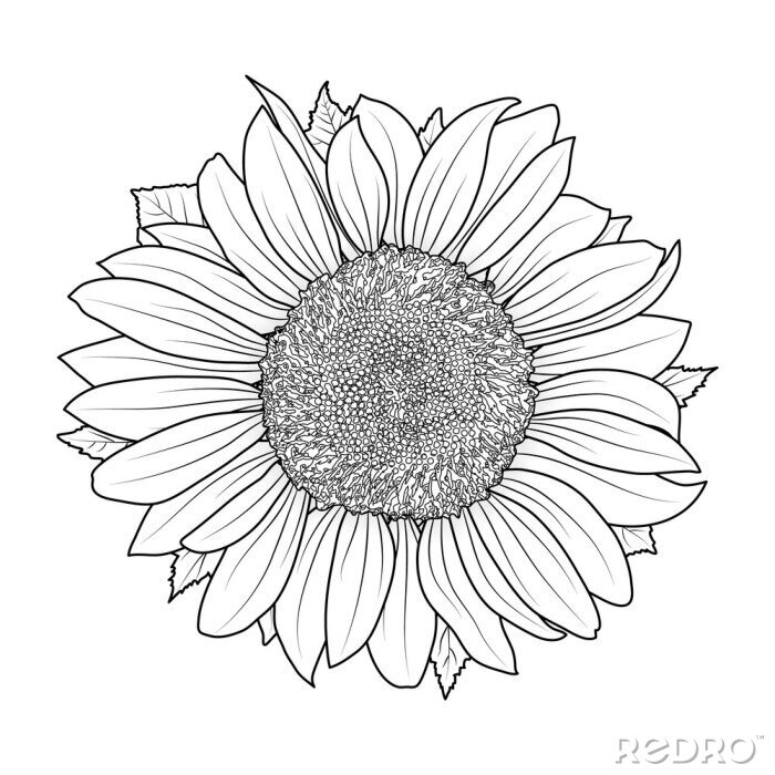 Poster Sonnenblume mit schwarzen Rändern