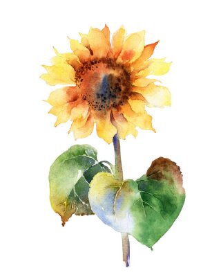 Poster Sonnenblume mit Wasserfarben schattiert