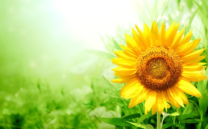 Poster Sonnenblume und grüne Blätter