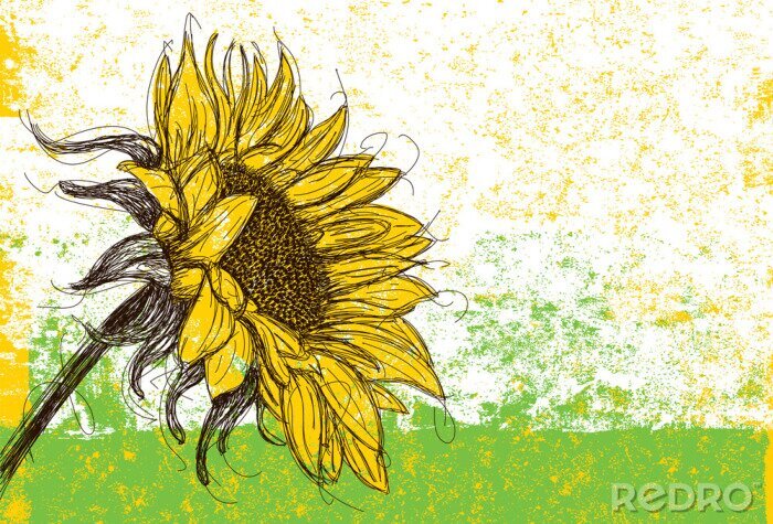 Poster Sonnenblume vor dem Hintergrund des Grüns präsentiert