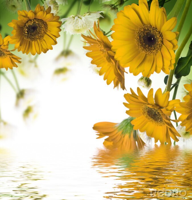 Poster Sonnenblumen am Wasser