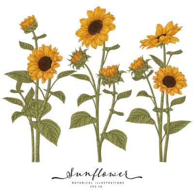 Sticker Sonnenblumen auf einer botanischen Illustration