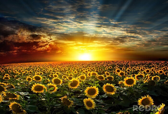 Poster Sonnenblumen in der abendsonne nach Maß myredro.de