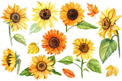 Sonnenblumen in verschiedenen Motiven