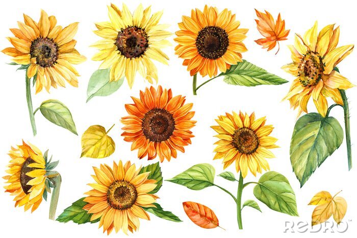 Poster Sonnenblumen in verschiedenen Motiven