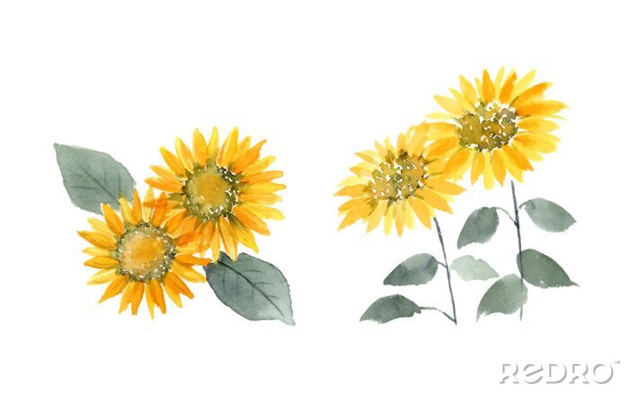Poster Sonnenblumen mit zarten Blättern