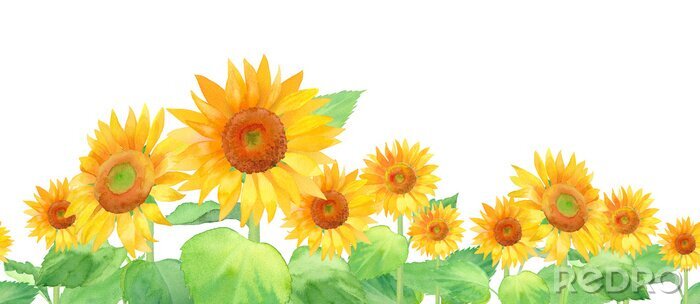 Poster Sonnenblumenfeld auf weißem Hintergrund gemalt