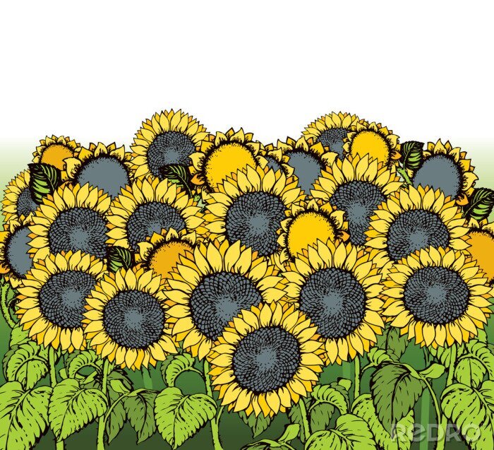 Poster Sonnenblumenfeld moderne Grafik