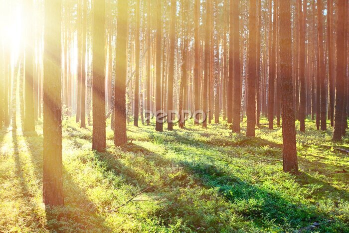 Poster Sonnenlichtstreifen fallen zwischen den Bäumen im Wald