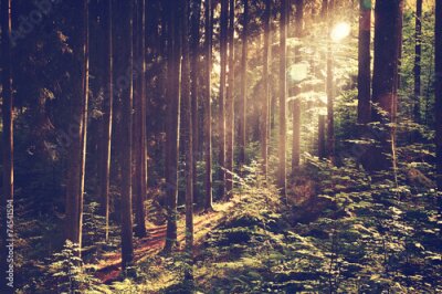 Poster Sonnenstrahlen, die zwischen den Bäumen im Wald fallen
