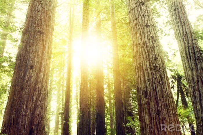 Poster Sonnenstrahlen zwischen Bäumen