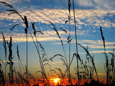 Poster Sonnenuntergang auf einem Hintergrund von Getreide
