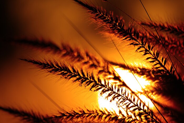 Poster Sonnenuntergang beleuchtet die Zweige