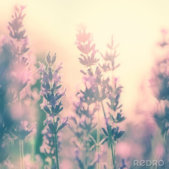 Poster Sonnige Feldnatur