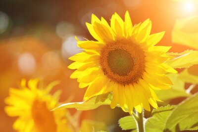 Sonnige Fotografie mit Sonnenblume