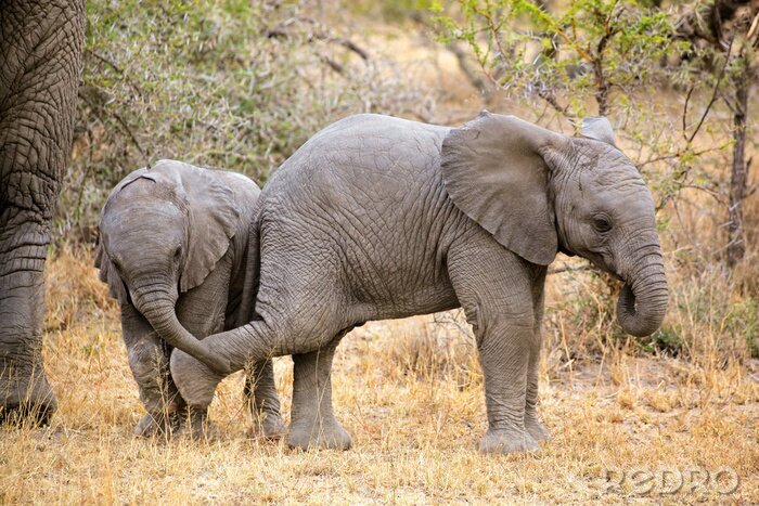 Poster Spaß der jungen Elefanten